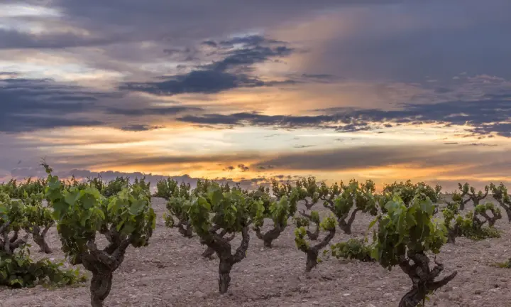 Vreshta Monastrell në rrafshnaltën e Jumillas