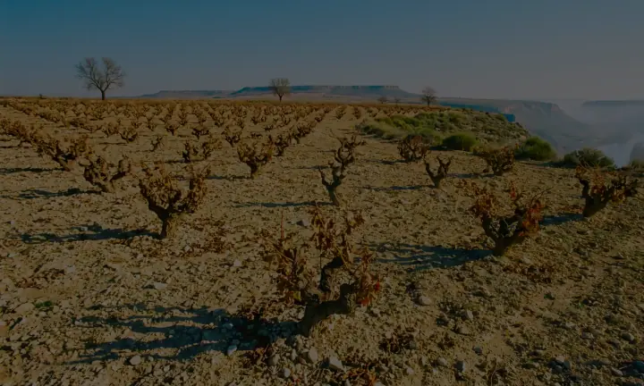 Rrafshnalta e Ribera del Duero-s: hardhi të vjetra në tokë gurishtore gëlqerore