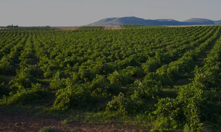 Vreshtat e Valdepeñas-it në rrafshin e La Mançës, me male në horizont