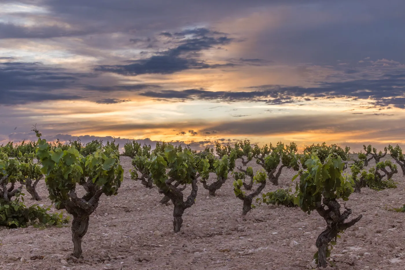 Vreshta Monastrell në rrafshnaltën e Jumillas