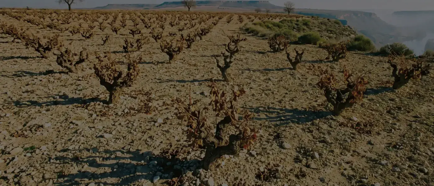 Hardhi të vjetra në tokën gurishtore të Ribera del Duero-s