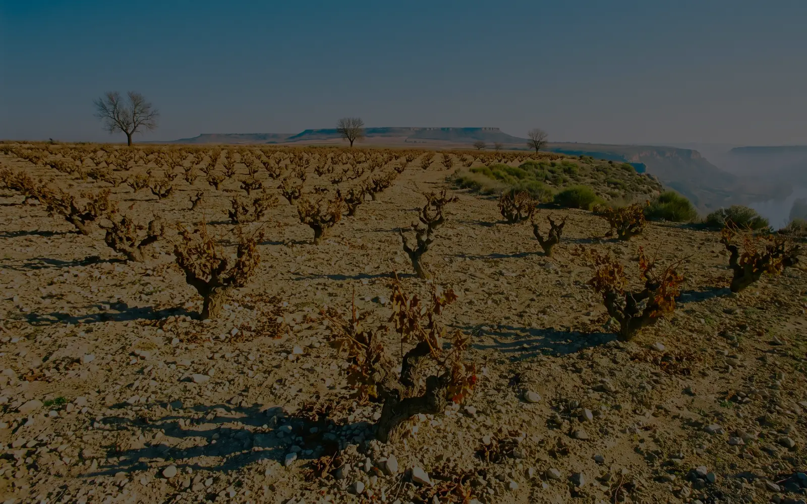 Rrafshnalta e Ribera del Duero-s: hardhi të vjetra në tokë gurishtore gëlqerore