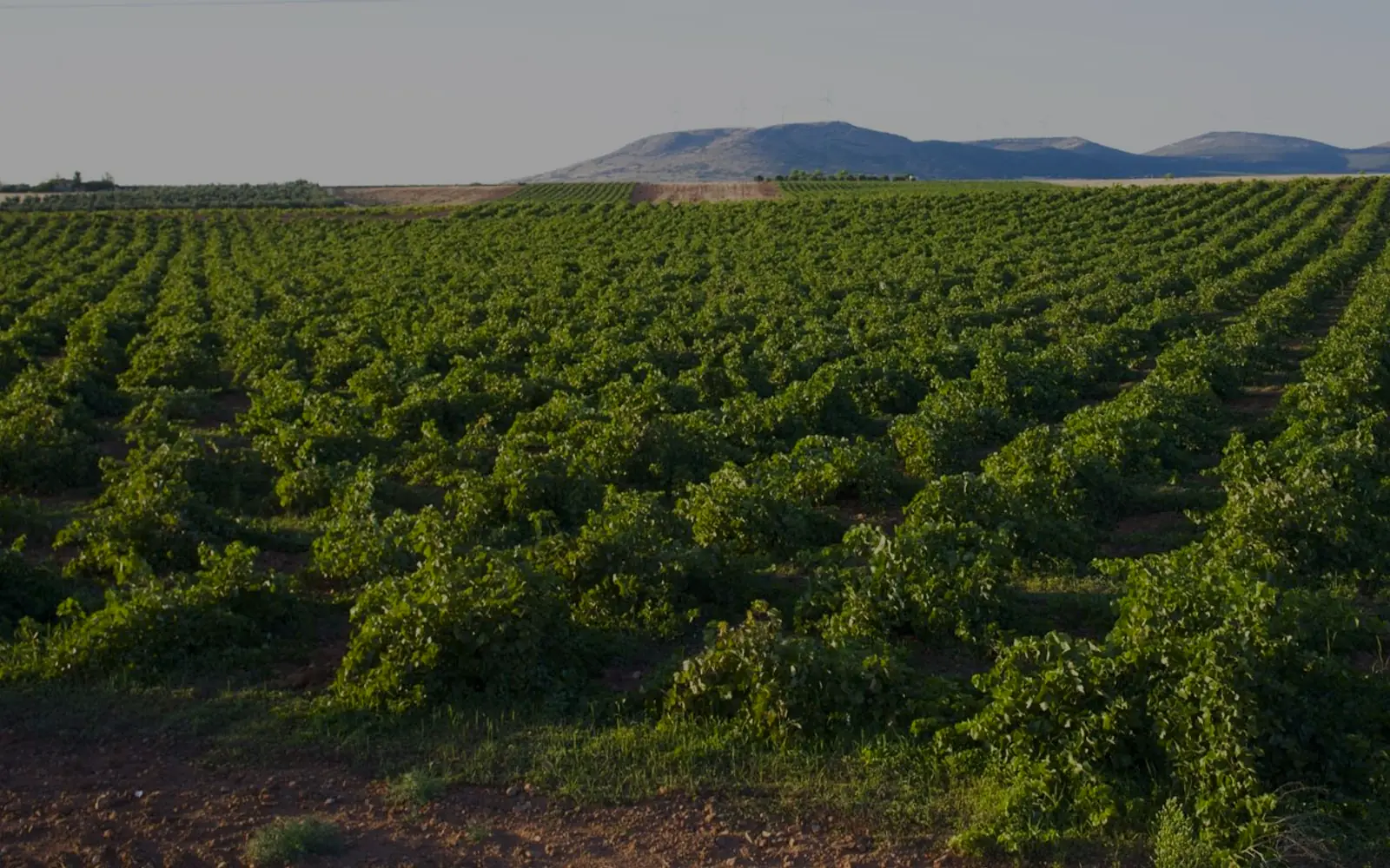 Vreshtat e Valdepeñas-it në rrafshin e La Mançës, me male në horizont